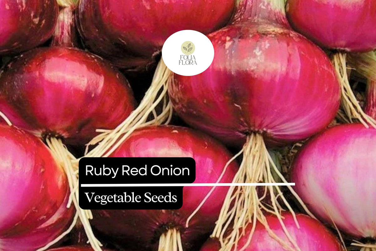 100 Ruby Red Onion Seeds – Sweet Garden Vegetable, Allium cepa, Crimson Skin, White-Purple Flesh, Easy to Grow