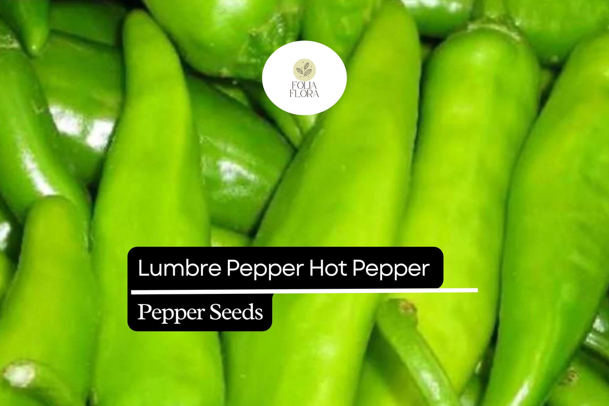 Lumbre Hot Pepper Seeds | Capsicum Annuum, Compact Red Chili for Spicy Dishes, Salsa & Pickling