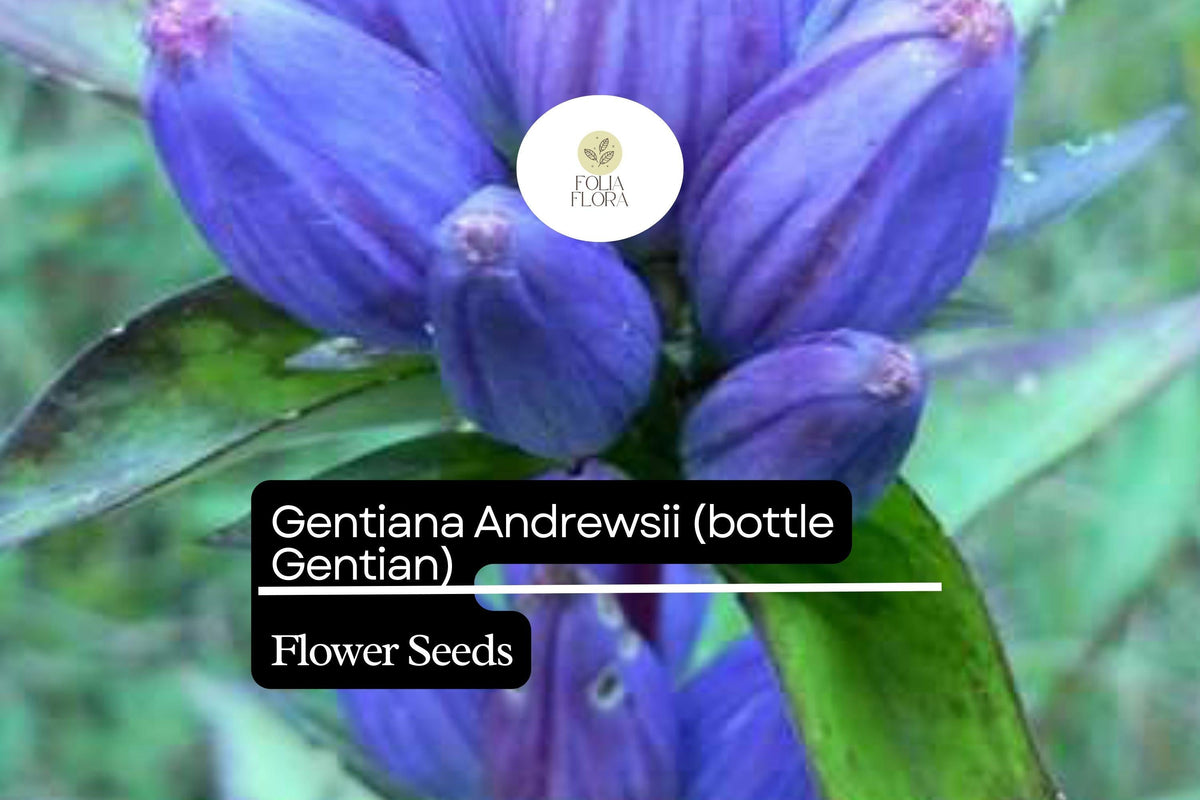 100mg Gentiana Andrewsii Seeds – Native Bottle Gentian Wildflower for Pollinator Gardens, Deep Blue Blooms, Moist Soil, Perennial Plant