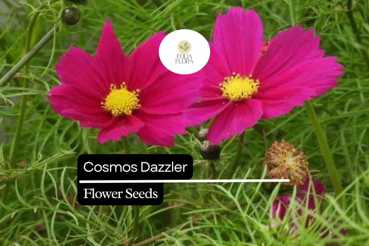 Cosmos Dazzler Seeds 1g - Bright Magenta Blooms, Pollinator-Friendly Annual Wildflower for Gardens and Borders - Cosmos bipinnatus