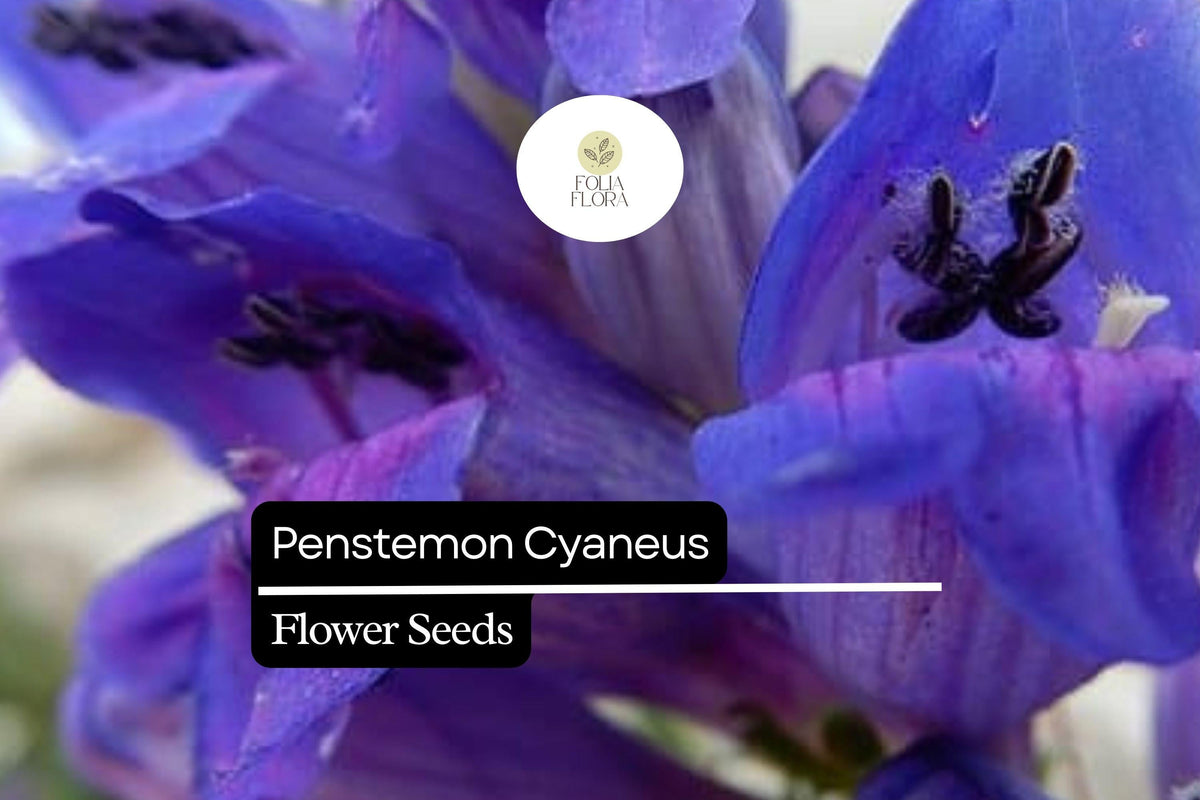 100mg Penstemon Cyaneus Seeds - Blue Penstemon, Drought-Tolerant Native Wildflower for Xeriscape, Rock Garden & Pollinator Gardens