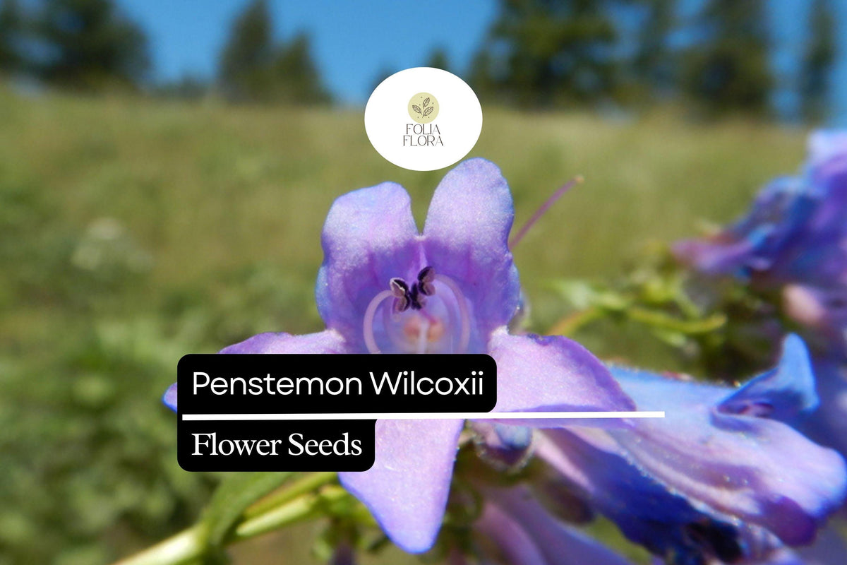 Penstemon wilcoxii Seeds | Wilcox's Penstemon Native Perennial Wildflower | Pollinator-Friendly, Drought-Tolerant, Purple-Lavender Blooms