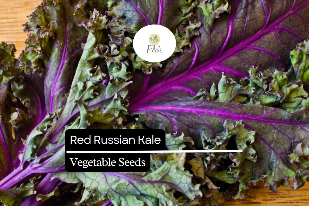 Red Russian Kale Seeds – Heirloom Brassica napus, Frost-Tolerant Leafy Green for Salads & Cooking