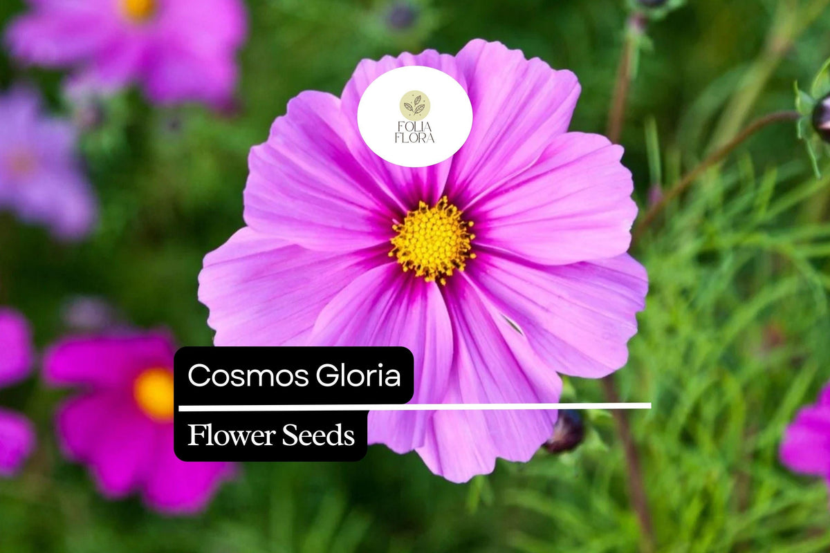 500 Cosmos Gloria Seeds – Bright Pink, Pollinator-Friendly, Easy to Grow, Cosmos bipinnatus for Flower Beds, Borders & Wildflower Meadows