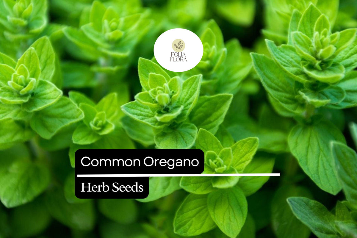 300 Seeds Common Oregano Herb Pack, Origanum Vulgare, Aromatic Culinary Herb for Cooking & Gardens