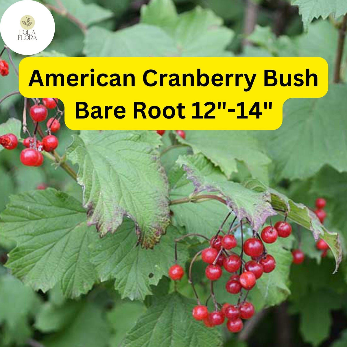 American Cranberry Bush Shrub 12-14" Bare Root Viburnum trilobum Edible Red Berries, Ornamental Flowering Plant