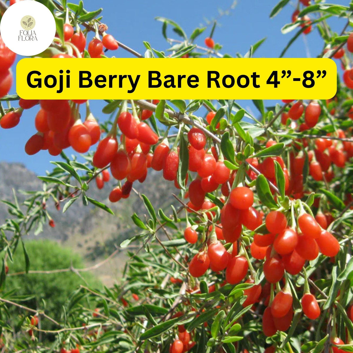 Bare Root Goji Berry Plants – Lycium barbarum, 4"-8" Live Edible Superfood Plants for Garden, Food Forest, Backyard