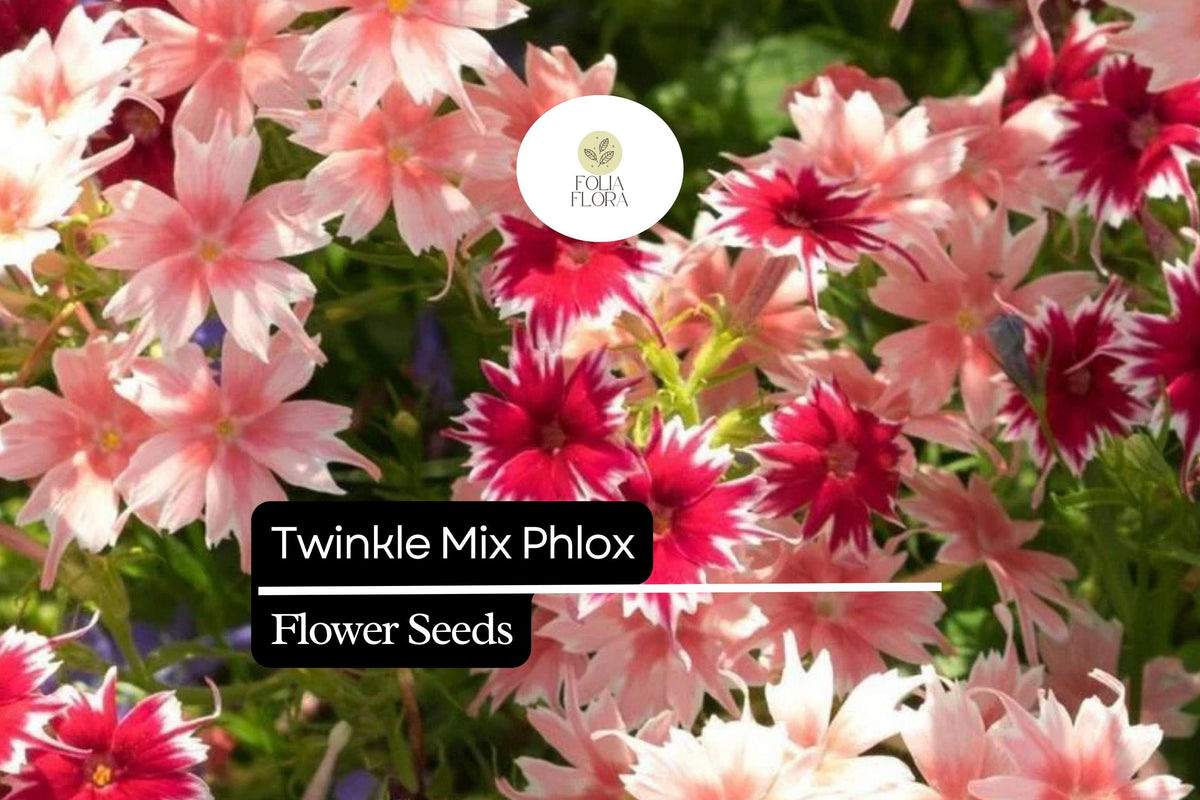 Twinkle Mix Phlox Seeds – Vibrant Annual Flower Variety with Star-Shaped Blooms, Attracts Pollinators, 12–18 Inches Tall