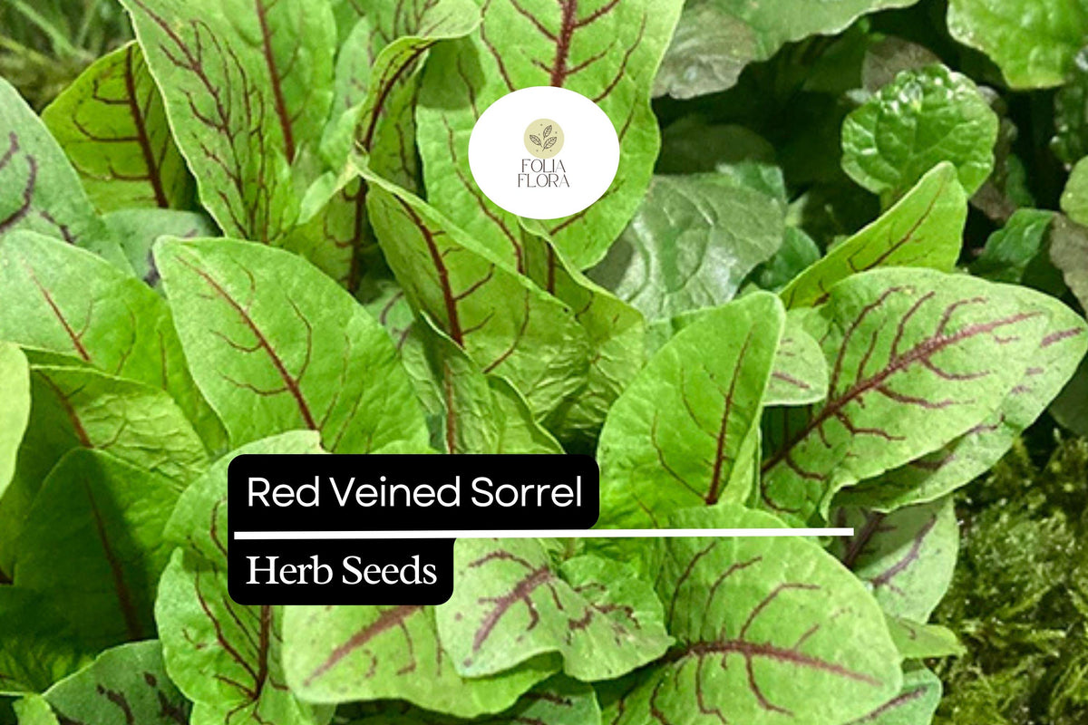 Red Veined Sorrel Seeds, Edible Ornamental Herb, Tangy Lemon Flavor, Rumex sanguineus, 250 Seeds