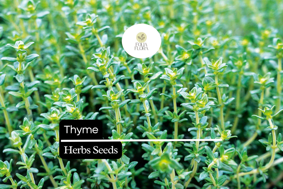 2200 Seeds Thyme (Thymus vulgaris) - Culinary Herb for Cooking, Seasoning & Pollinator Gardens, Perennial, Drought-Tolerant