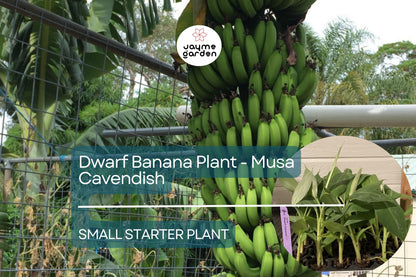 1 Dwarf Banana Plant - Musa Cavendish Starter Plant, Cold Hardy Banana Tree, Tropical Fruit for Patio, Containers, & Edible Landscapes