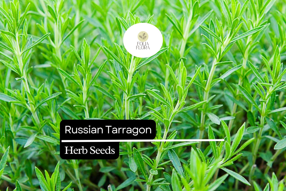 1500 Seeds Russian Tarragon Herb Seeds – Hardy Perennial Artemisia dracunculoides for Culinary Use