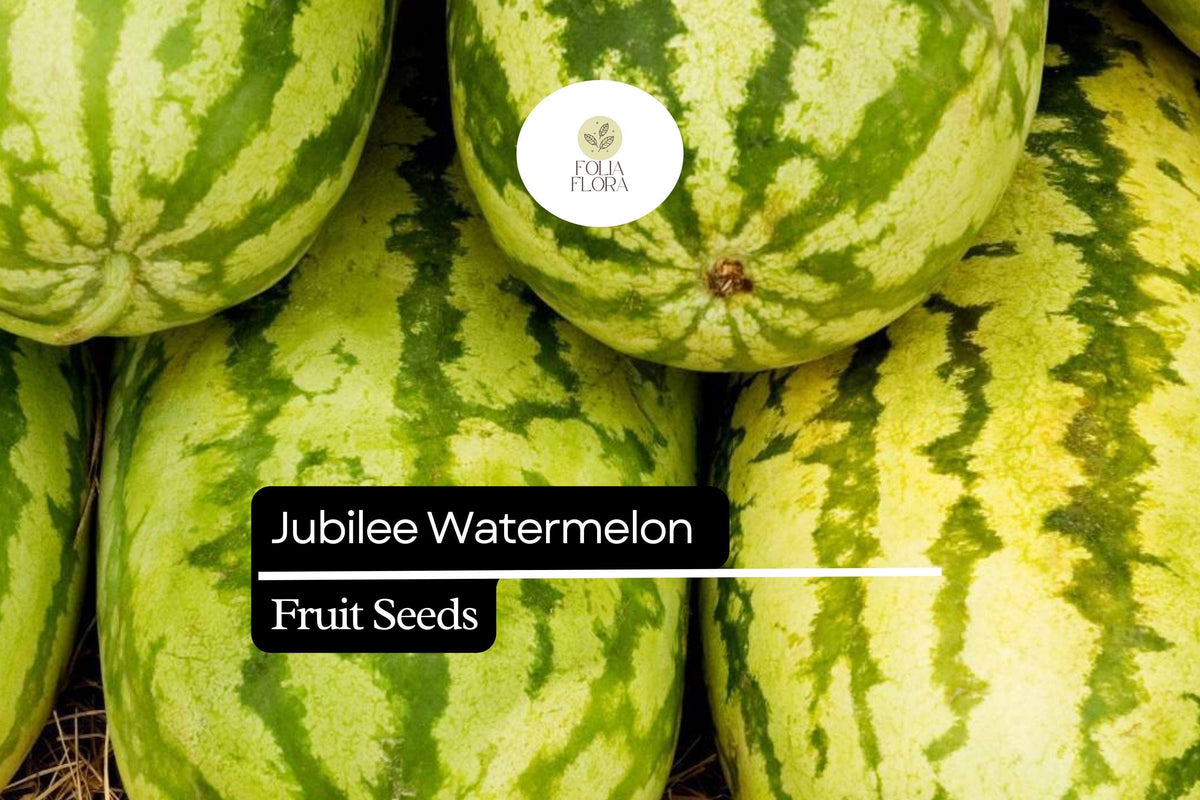 Jubilee Watermelon Seeds – Heirloom, Sweet & Juicy, Green-Striped Rind, 5 Seeds Citrullus lanatus