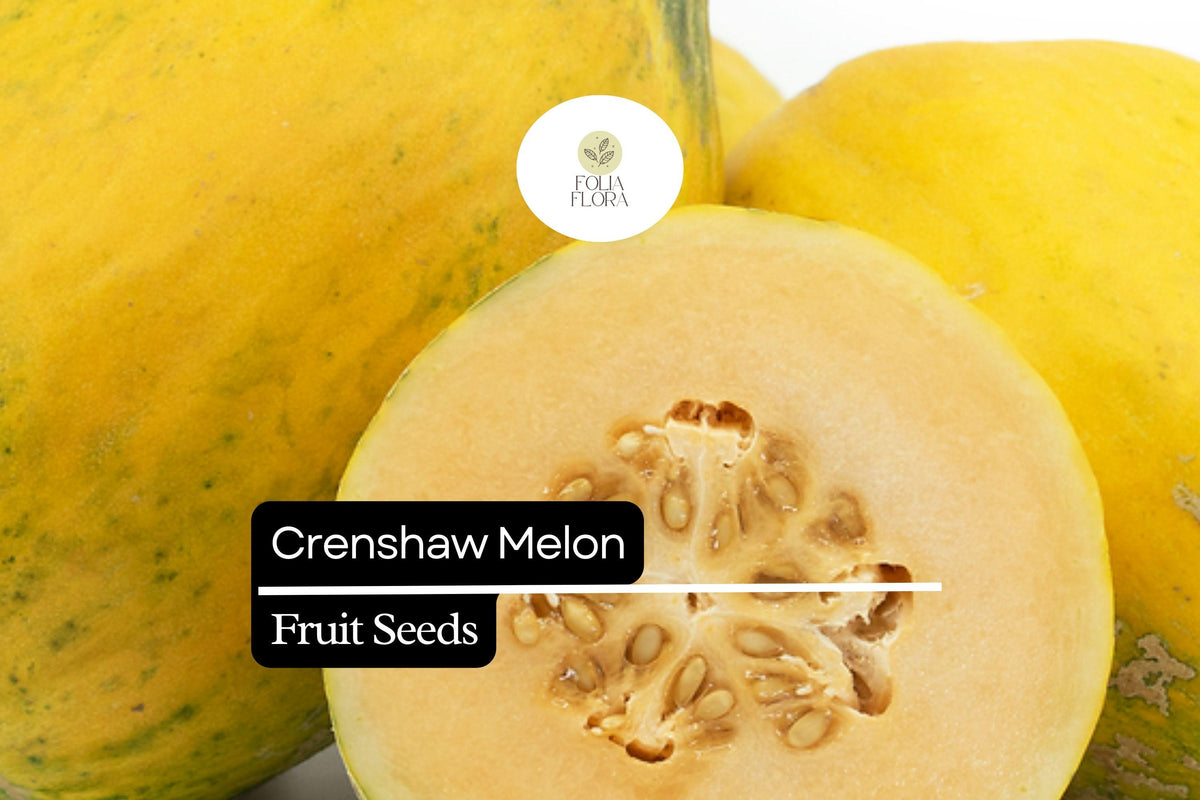 20 Seeds Crenshaw Melon (Cucumis melo) Hybrid Sweet Aromatic Fruit for Home Garden, Juicy Salmon-Orange Flesh