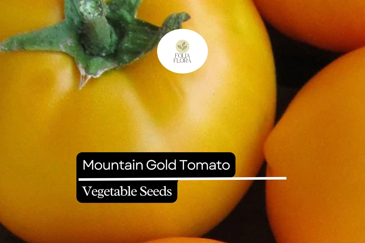 Mountain Gold Tomato Seeds – 10 Pack, Golden Yellow, Low-Acid, Juicy, Determinate, Solanum lycopersicum, for Fresh Salads & Gourmet Dishes