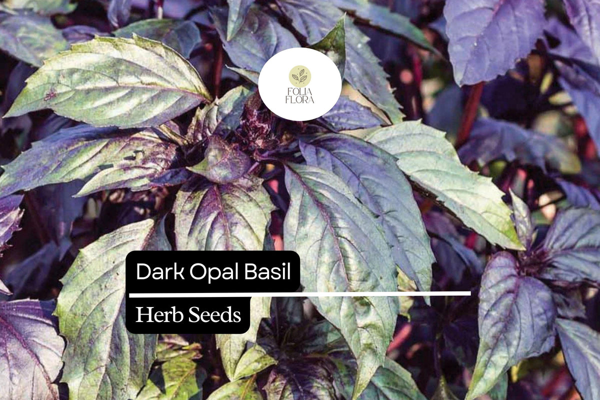 1000 Seeds Dark Opal Basil Herb Seeds – Aromatic, Purple Leaf, Culinary & Garden Plant – Ocimum basilicum