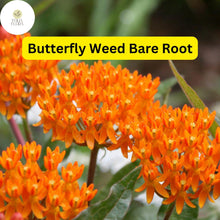 10 Butterfly Weed Plants (Asclepias tuberosa) Bare Root Perennials, Monarch Host & Pollinator-Friendly, Bright Orange Blooms