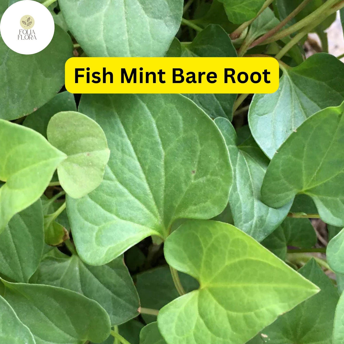 Live Fish Mint Plants, Houttuynia cordata, Perennial Ground Cover, Edible Herb, Asian Cuisine, Heartleaf, Chameleon Plant