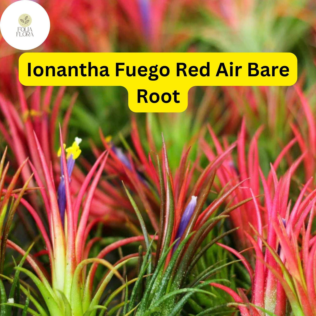 5 Bare Root Ionantha Fuego Red Air Plants – Exotic, Low Maintenance Tillandsia, Indoor Decor, Vibrant Red & Green