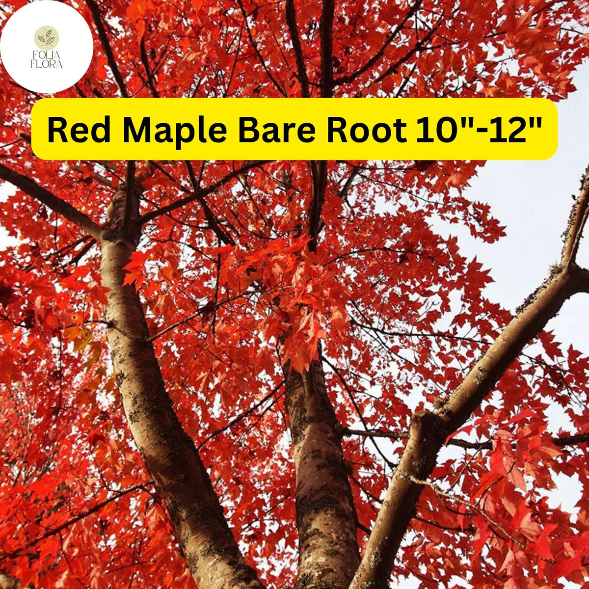 Red Maple Tree 2-Pack Bare Root Plants | Acer rubrum | 10-12" | Fall Foliage, Fast-Growing, Shade Tree