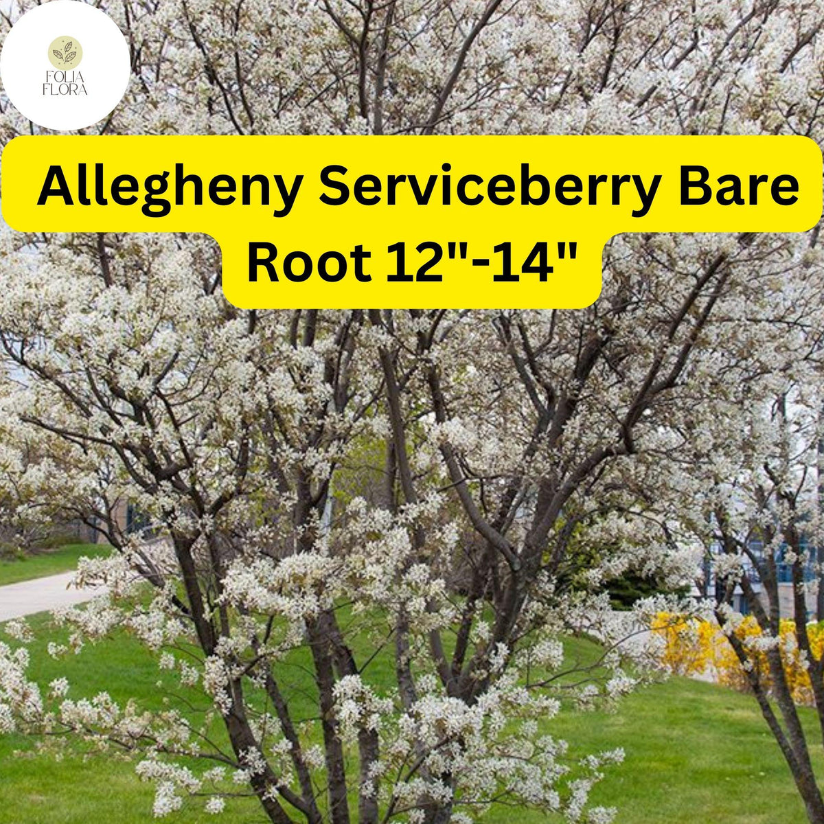 Allegheny Serviceberry Tree Bare Root 12-14" Amelanchier laevis, Edible Berries, Ornamental, Wildlife Garden