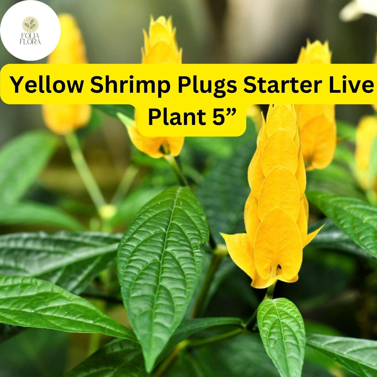 Yellow Shrimp Plant Live Starter Plug - 5” Justicia brandegeana & Pachystachys lutea Tropical Blooming Perennial