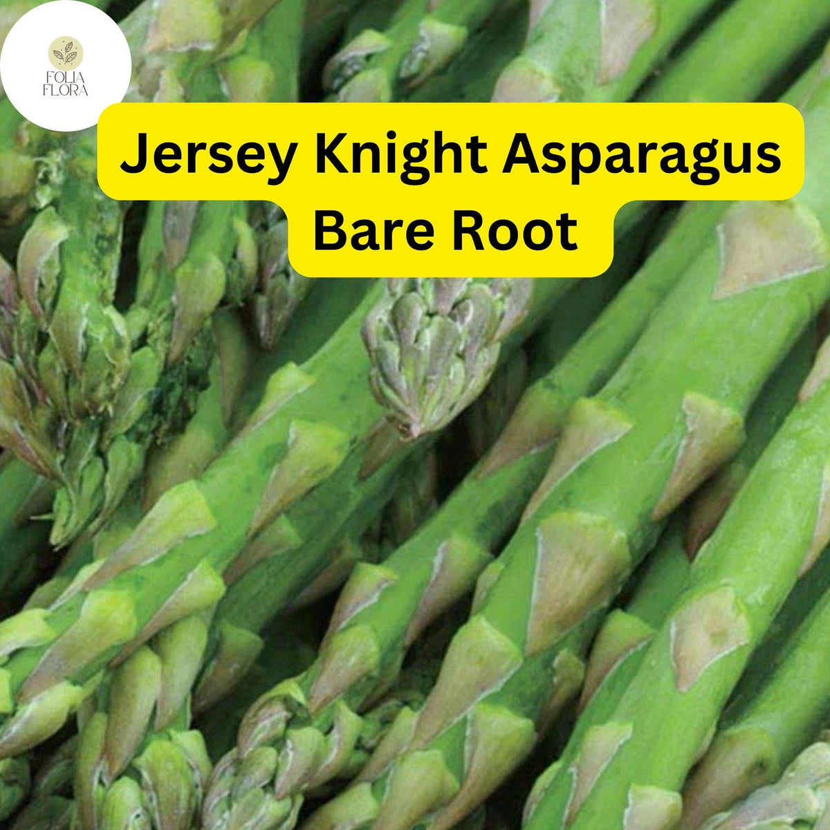Jersey Knight Asparagus Plant | 2-Year Bare Root Crowns | High Yield, Disease-Resistant, Green Spears | Asparagus officinalis