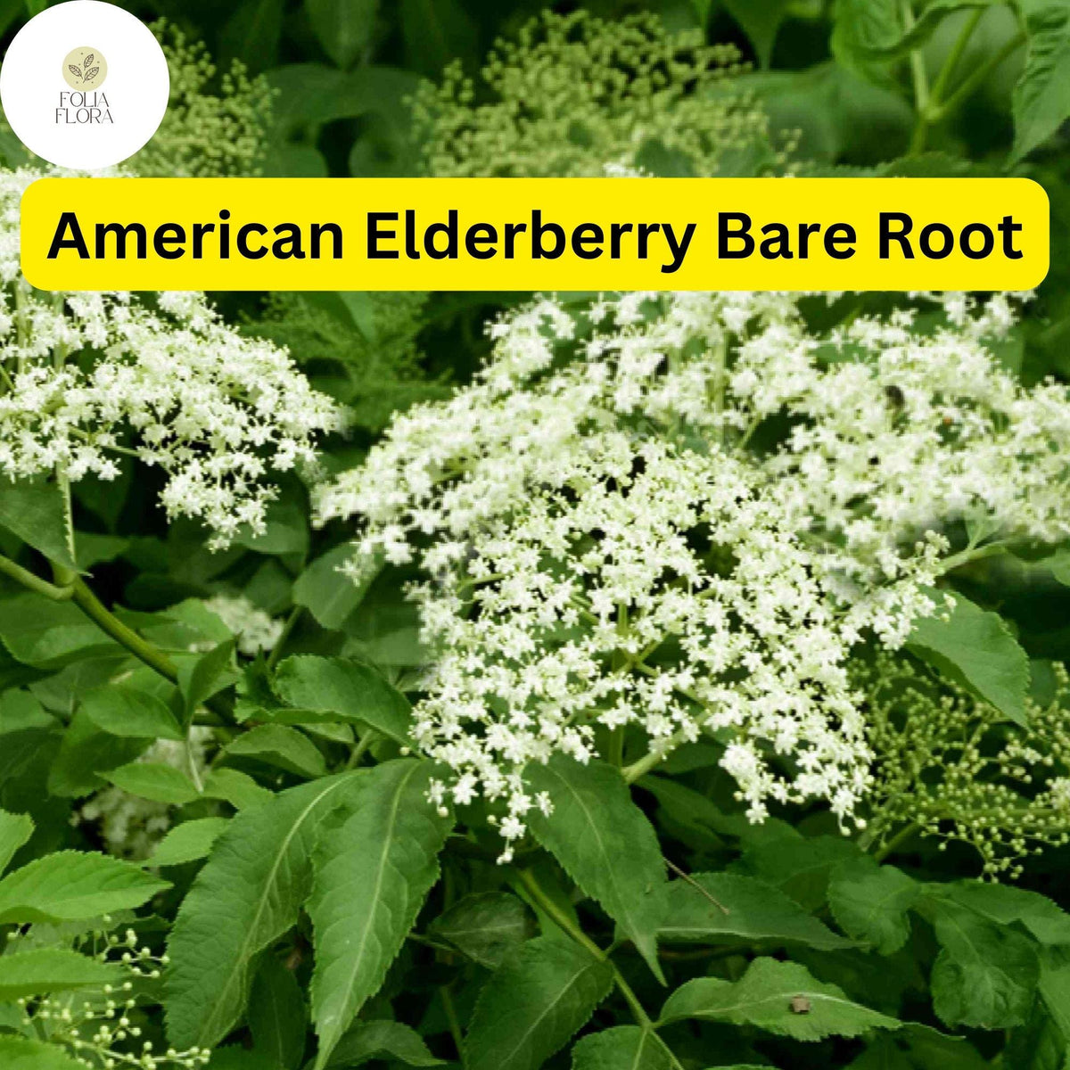 Bare Root American Elderberry Tree | Sambucus canadensis | Edible Berries, Pollinator Attractant, Live Plant