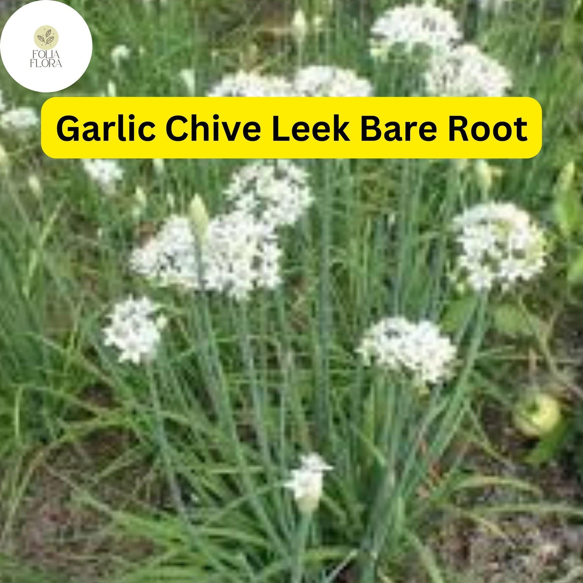 50 Live Garlic Chive Leek Plants, Edible Herb, Organic, Perennial, Allium tuberosum, Bare Root, Culinary Greens