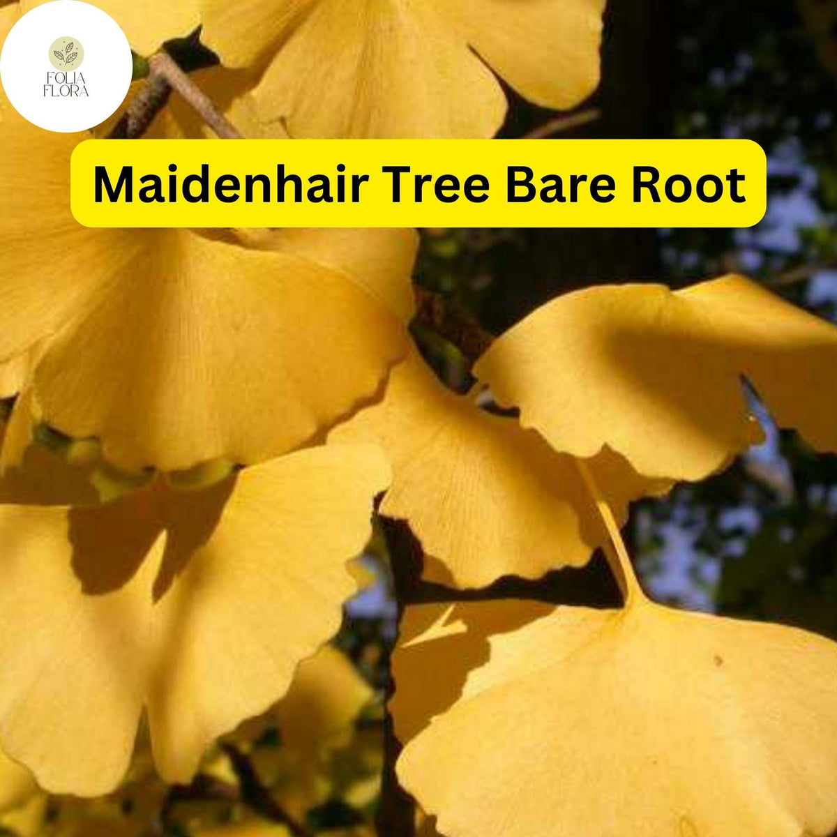 Bare Root Ginkgo Biloba Maidenhair Trees Set of 3 | Live Starter Trees for Garden & Landscape