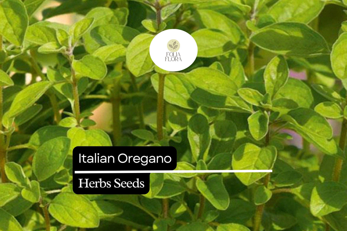 250 Italian Oregano Herb Seeds – Heirloom, Aromatic, Perennial, Origanum vulgare for Mediterranean & Italian Cooking