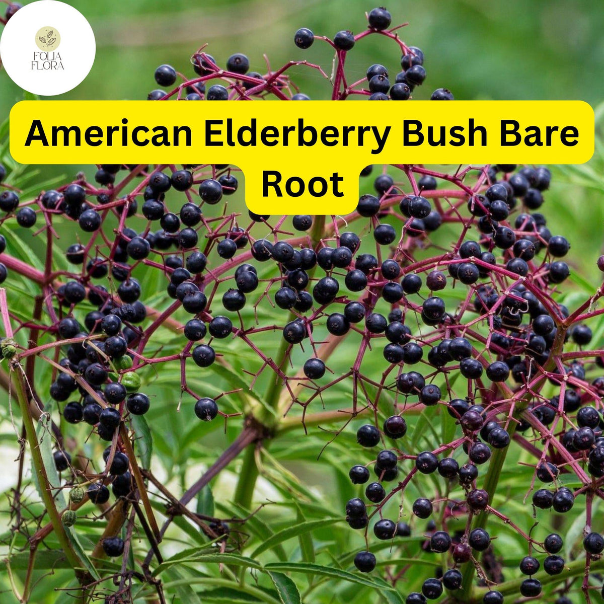 American Elderberry Bush Bare Root Plants – Edible Berries, Fragrant White Flowers, Wildlife-Friendly, Sambucus canadensis (2-Pack)