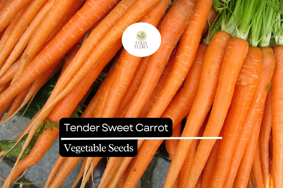 Tender Sweet Carrot Seeds – Heirloom Daucus Carota, Non-GMO, Bright Orange, Sweet Flavor, Tender, Crisp Texture