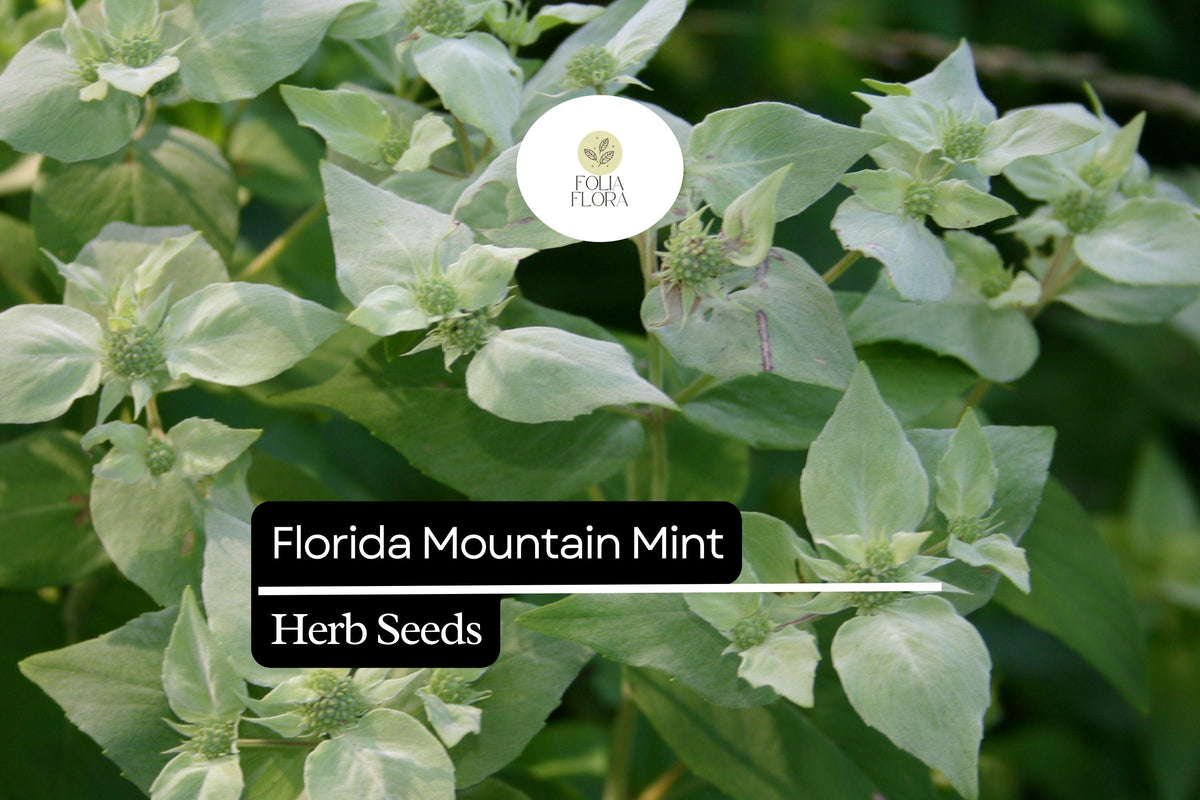 Florida Mountain Mint Seeds – Fragrant Perennial Herb for Pollinators, Tea, Pycnanthemum floridanum, 25 Pack
