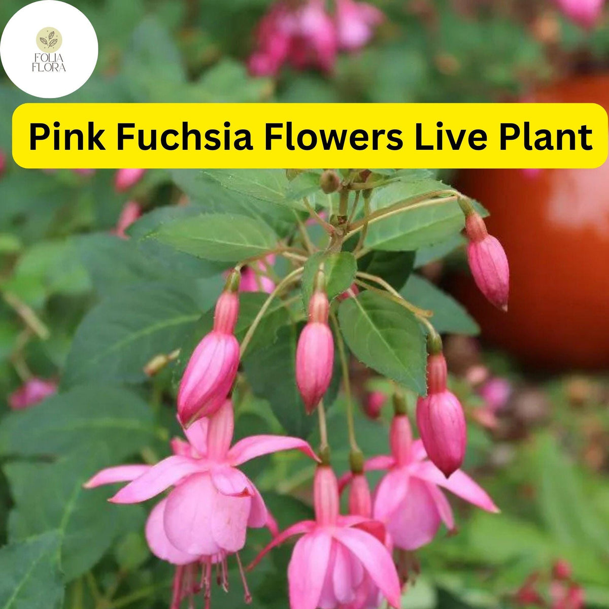 Pink Anthurium Plant in 4-Inch Pot | Flowering Tropical Houseplant with Fuchsia Flowers | Anthurium andraeanum