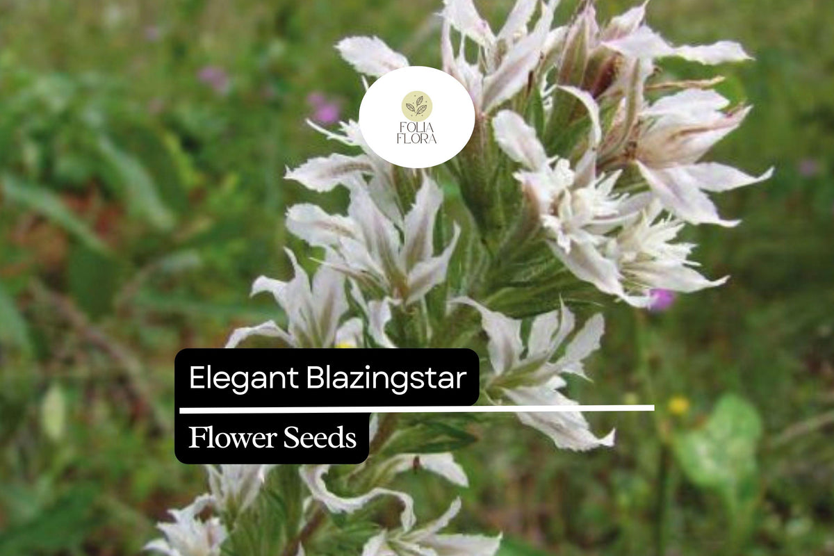 Elegant Blazingstar Seeds | Pink-Purple Wildflower | Liatris elegans | Pollinator-Friendly Perennial