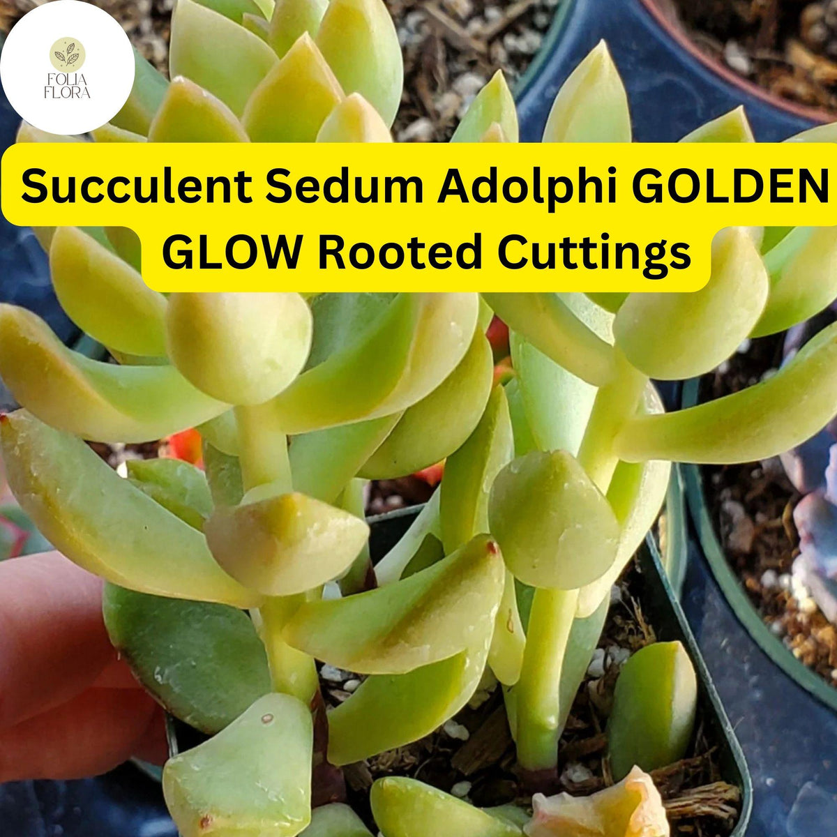 Golden Glow Sedum Succulent Cuttings – Trailing, Drought-Tolerant, Bright Foliage, Indoor & Outdoor Plant, USDA Zones 9-11