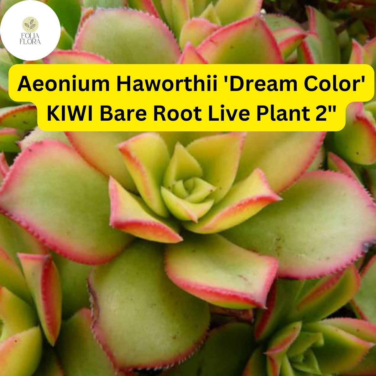 Aeonium Kiwi Succulent Plants | Variegated Rosettes, Drought-Tolerant | Aeonium haworthii ‘Dream Color’