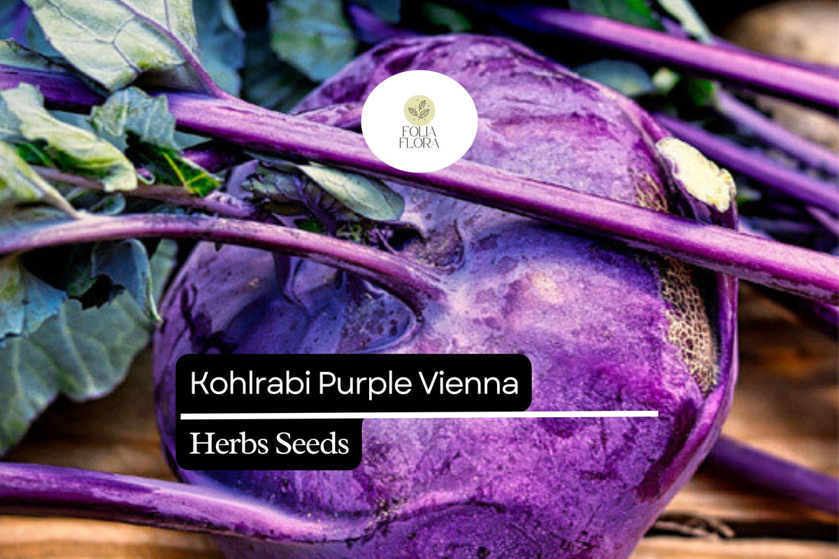 Purple Vienna Kohlrabi Seeds – Heirloom, Non-GMO, Cold Hardy, Crisp & Sweet, Easy to Grow, Vegetable for Salads & Cooking
