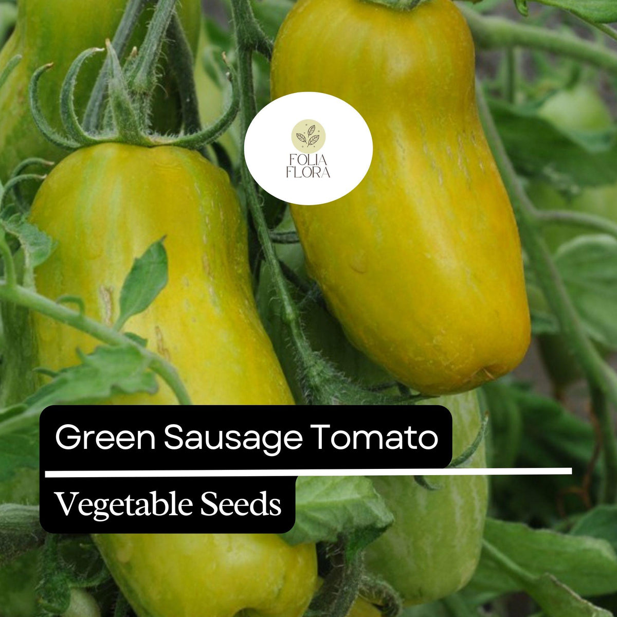 Green Sausage Tomato Seeds – Heirloom, Green-Yellow Striped, Sweet & Tangy Flavor, Solanum lycopersicum, 30 Seeds