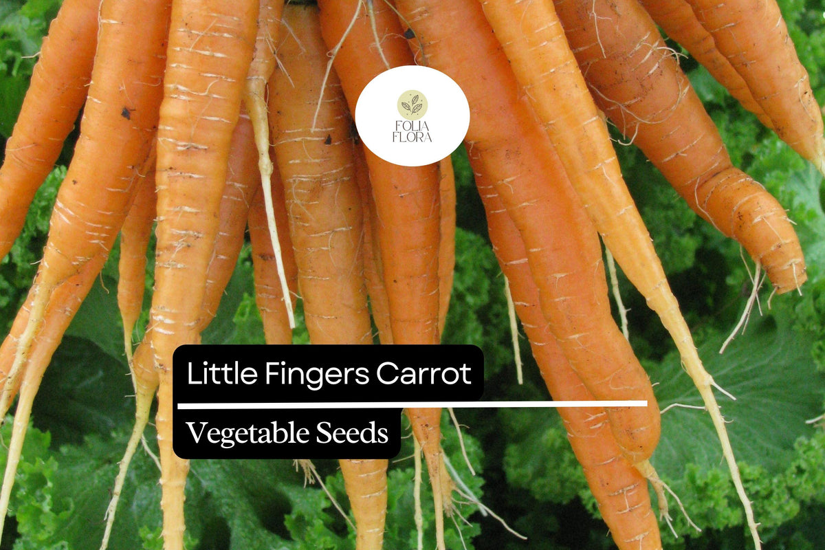 300 Little Fingers Carrot Seeds – Heirloom Mini Baby Carrots, Sweet & Crisp, Daucus carota, for Home Garden, Containers, and Salad