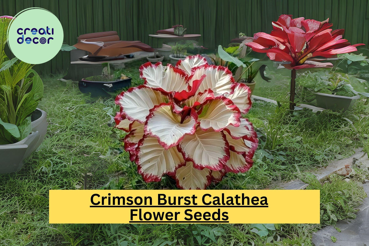 Crimson Burst Calathea Seeds – Exotic Foliage Houseplant, Rare Tropical Plant for Indoor & Outdoor Gardens