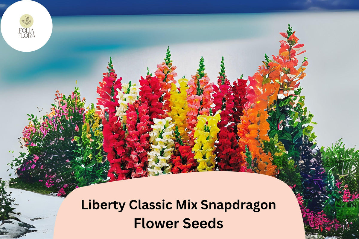 Antirrhinum majus Snapdragon Seeds – Liberty Classic Mix, Vibrant Red, Yellow, Pink, White & Orange, Pollinator-Friendly, 1000+ Seeds