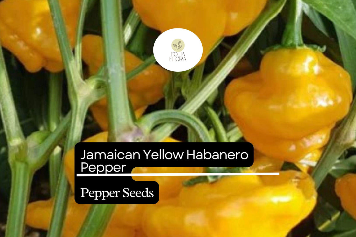 Jamaican Yellow Habanero Pepper Seeds – Extra-Hot, Fruity-Citrus Flavor, Heirloom, Non-GMO, Compact, for Hot Sauces & Salsas