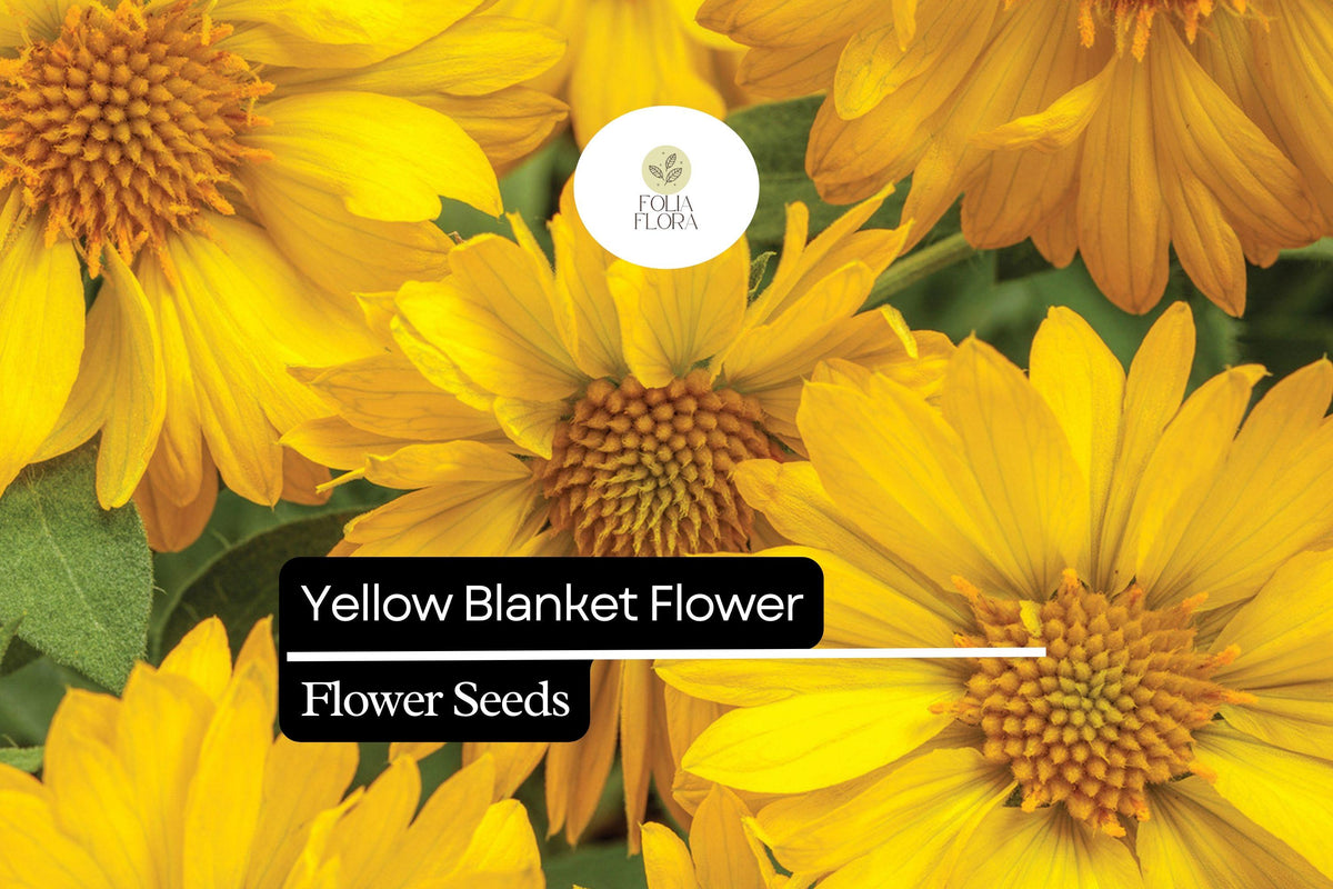 25 Yellow Blanket Flower Seeds – Drought-Tolerant Perennial Gaillardia aristata 'Aurea Pura' for Pollinator Gardens