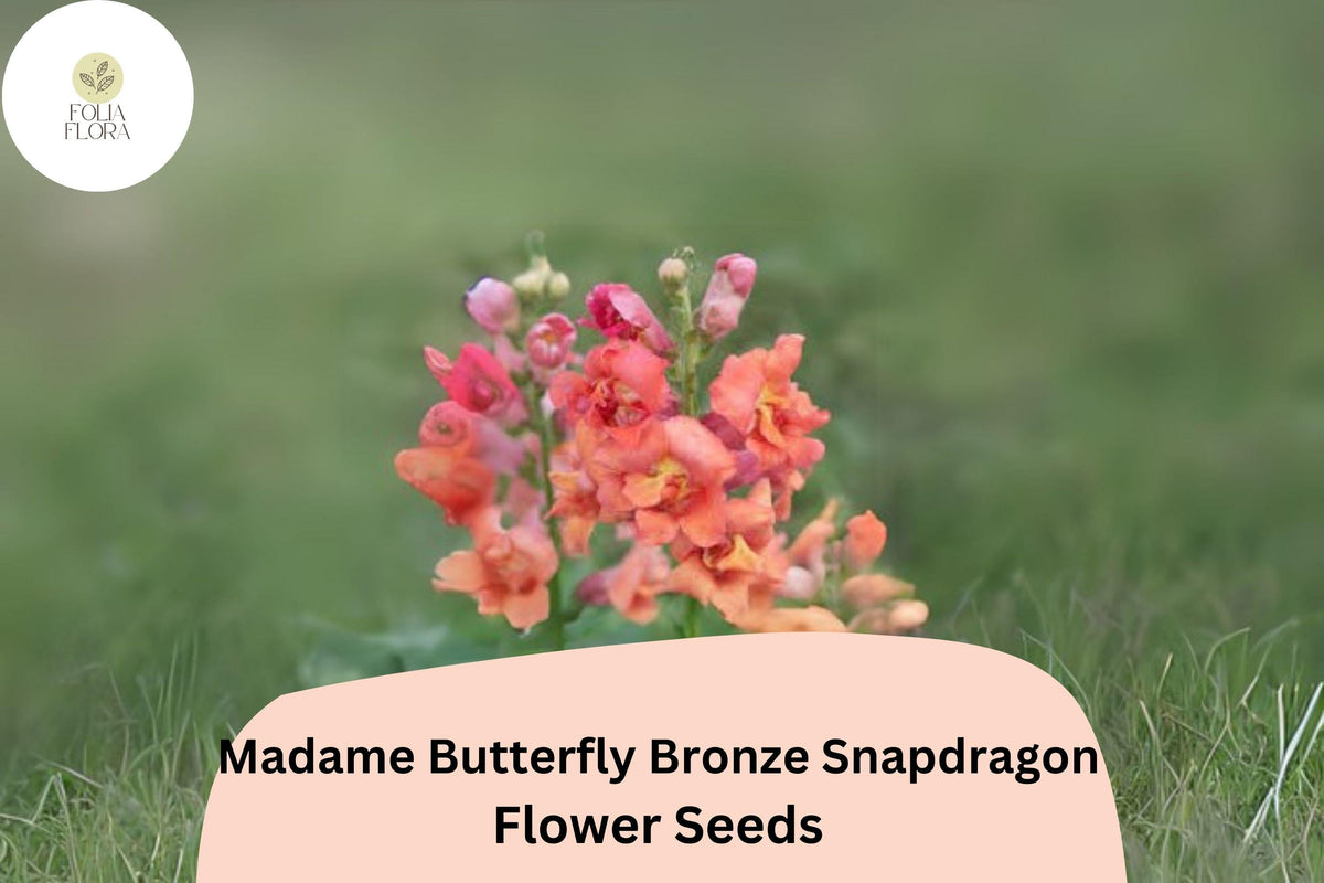 Antirrhinum majus Madame Butterfly Bronze Snapdragon Seeds – 1000+ Double-Petaled Ruffled Blooms for Garden & Cut Flowers