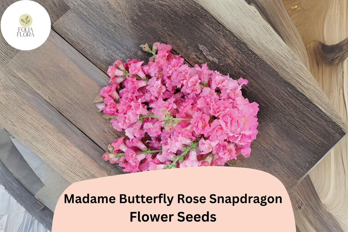 Antirrhinum majus Madame Butterfly Rose Snapdragon Seeds – 1000+ Ruffled Blooms, Pollinator-Friendly, Cut Flower, Garden Plant