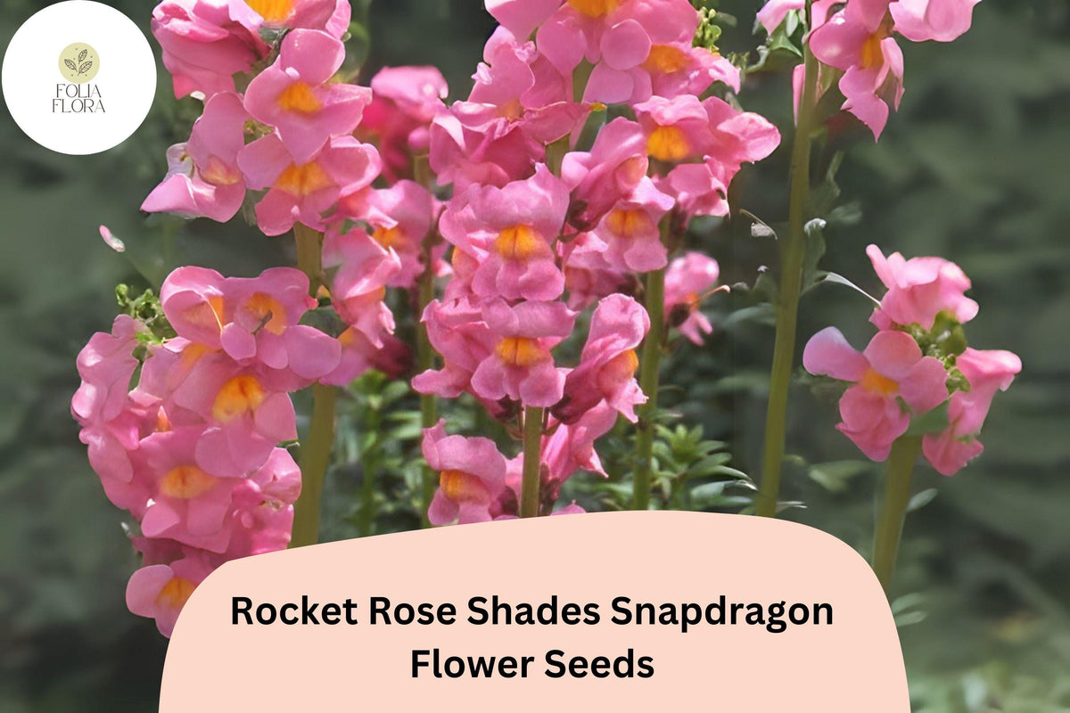 Snapdragon Seeds – Pink Garden Blooms, Antirrhinum majus Rocket Rose Shades, 1000+ Seeds for Borders, Cut Flowers, Pollinator-Friendly