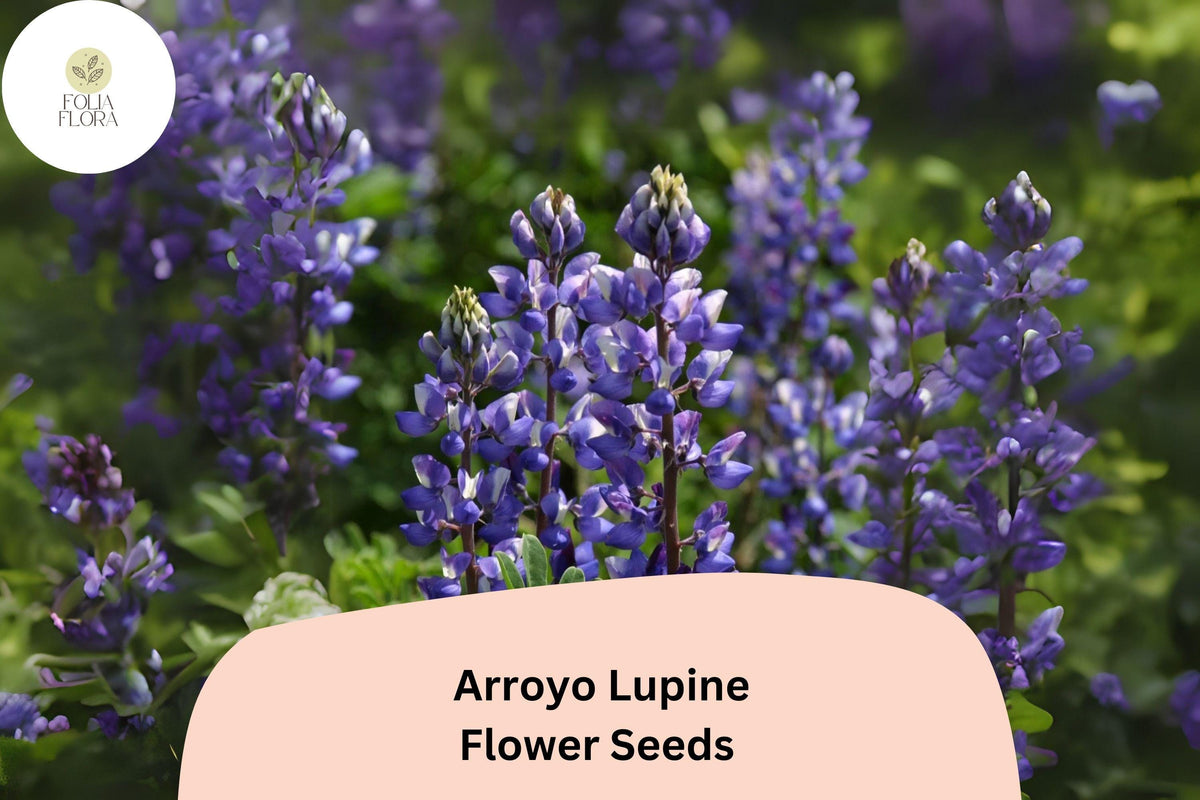 Arroyo Lupine Seeds – Blue-Purple Wildflowers, Pollinator Garden, Lupinus succulentus, Native U.S. Wildflower, Drought-Tolerant