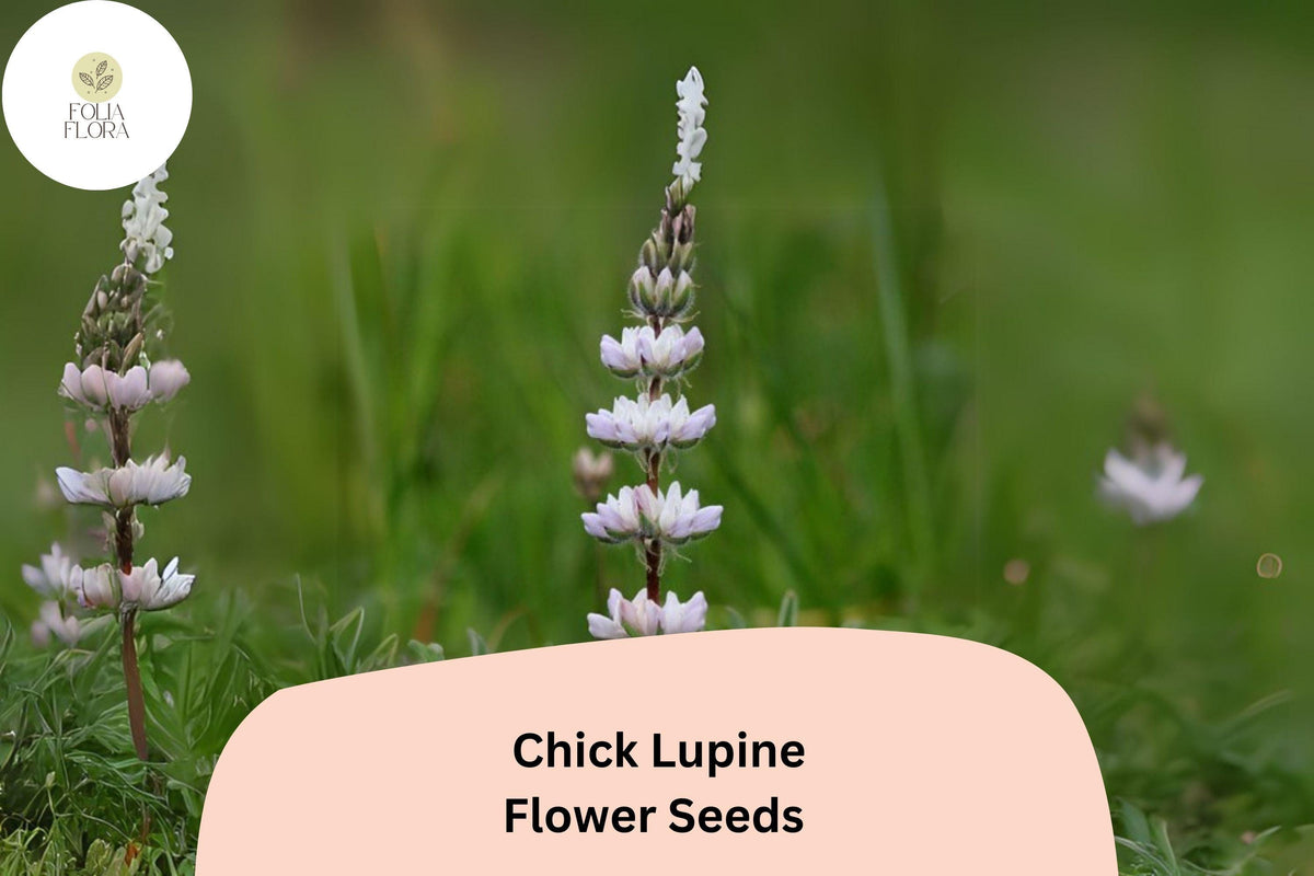 Lupine Seeds 25+ | Yellow Flowering Lupinus ‘Chick’ Pollinator-Friendly Garden Plant